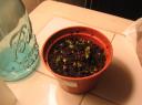 Lacinto Kale with Lemon and Candied Ginger