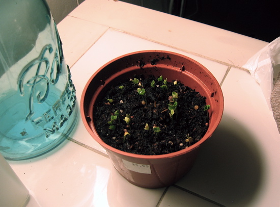First Seedlings