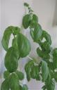 Simple Basil Buttermilk Salad Dressing