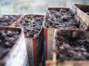 Seedlings are sprouting!