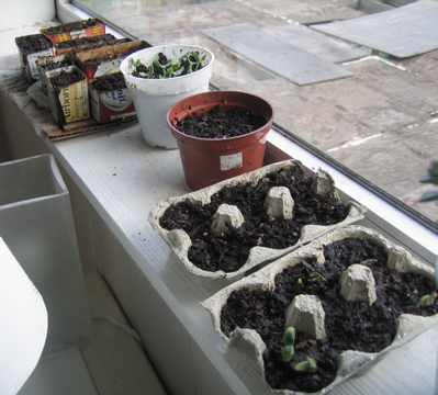 Seedlings on the windowsill