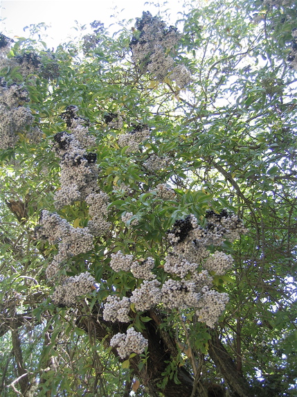 Elderberry Tree
