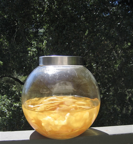 limoncello jar outside